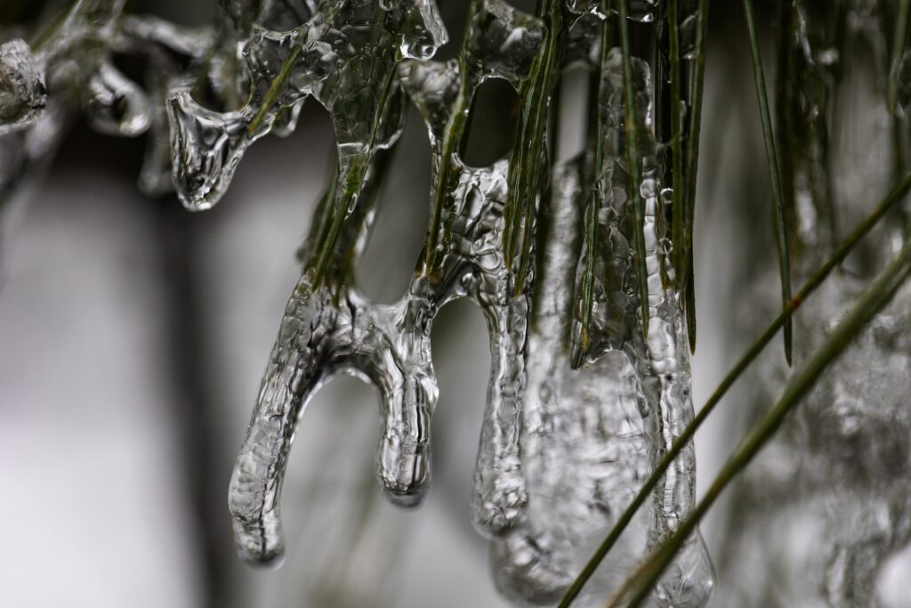 December: Iced Pine by Kelli Sullivan