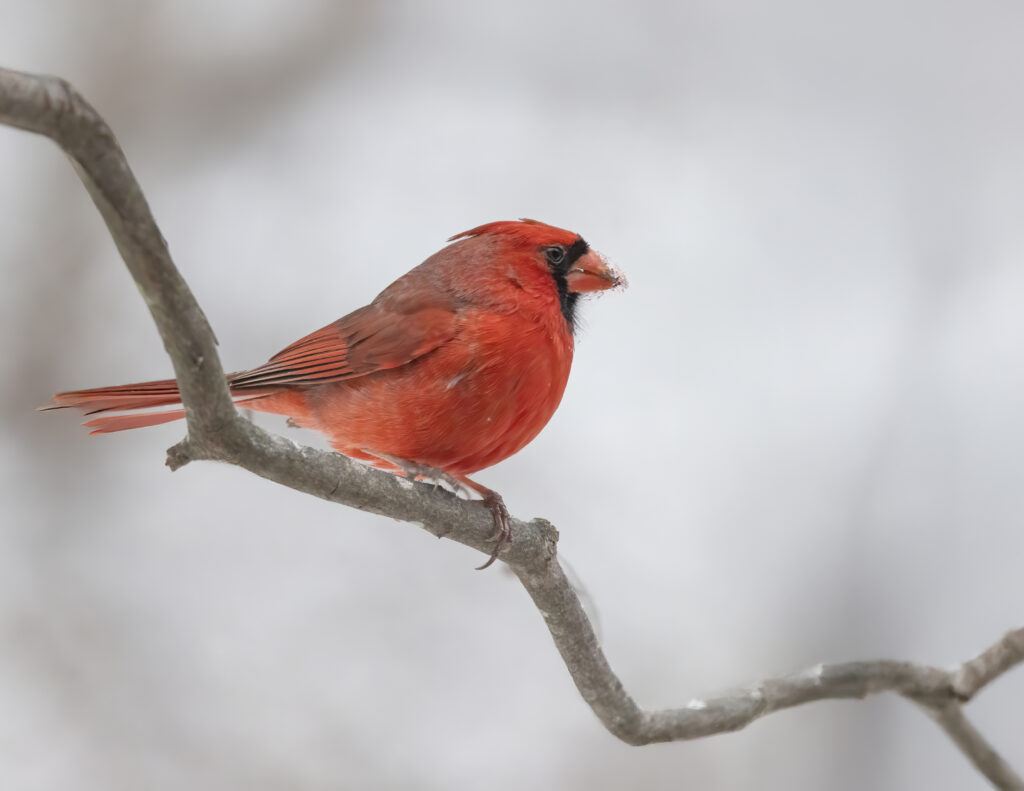 January: Frost and Flame by Audrey Andersen