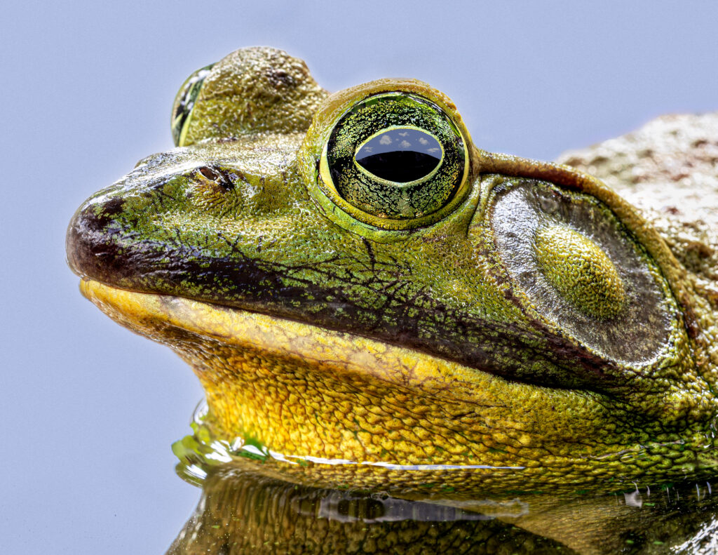 March: Frogger by Stephen Weiss