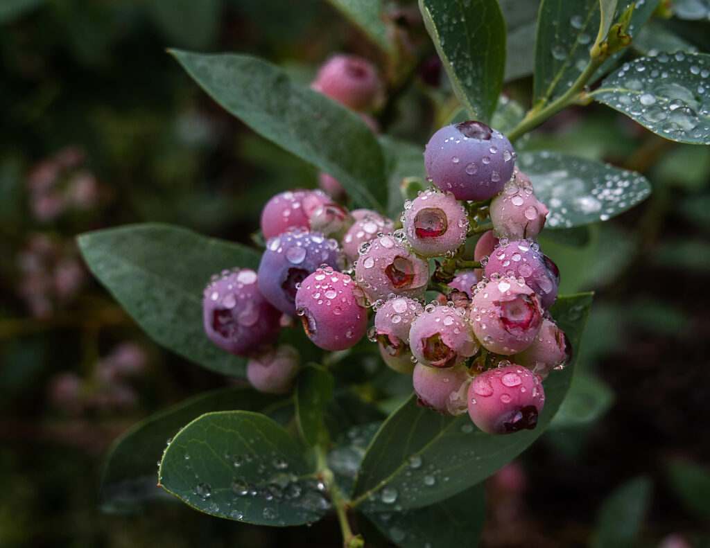 April: Raindrops on Blueberries by Diane Yancey