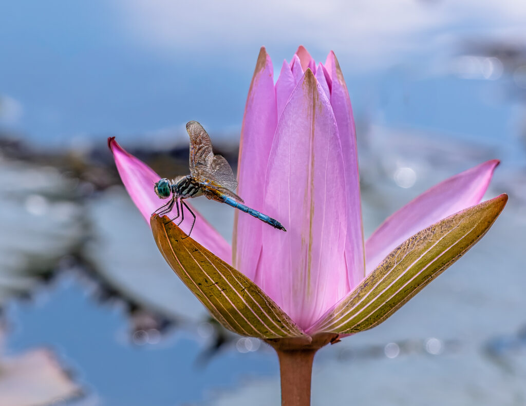 May: Contrasts by Stephen Weiss