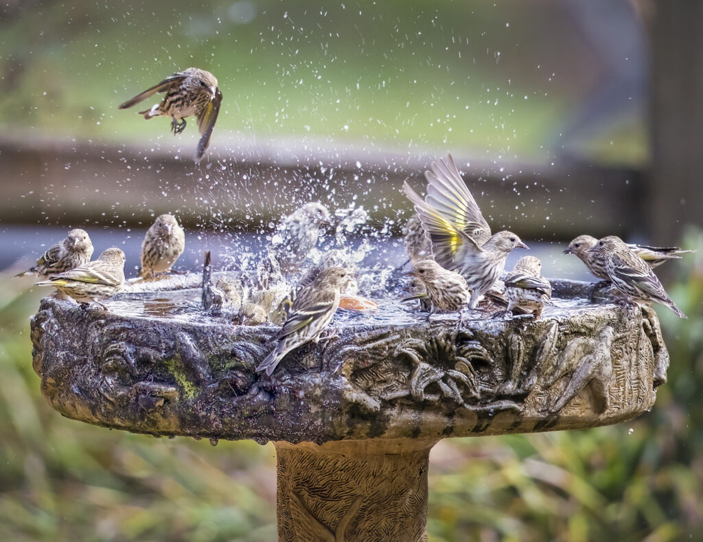 July: Pine Siskin Pool Party by Jimmy Cash