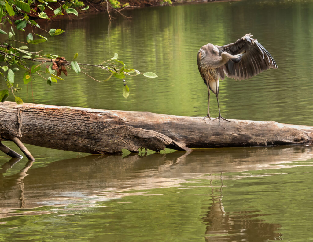 August: Preening Time by Diane Yancey