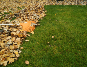 Lawn with fall leaves and rake